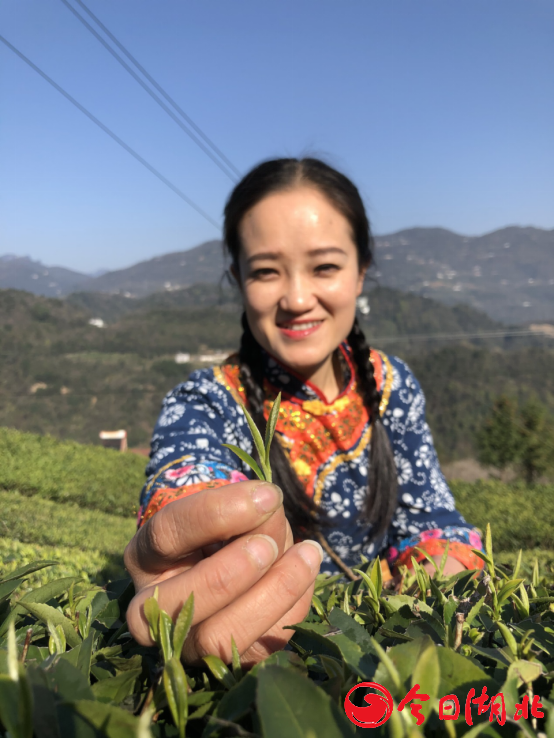 增收208万！来看五峰茶农的农业“产业经”