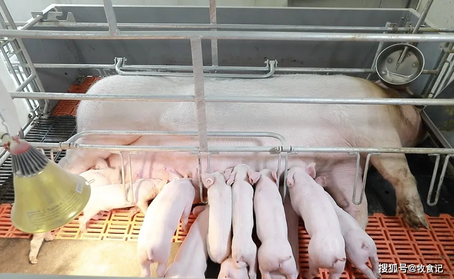 刘永好:新希望将累计投30亿元用于生猪育种