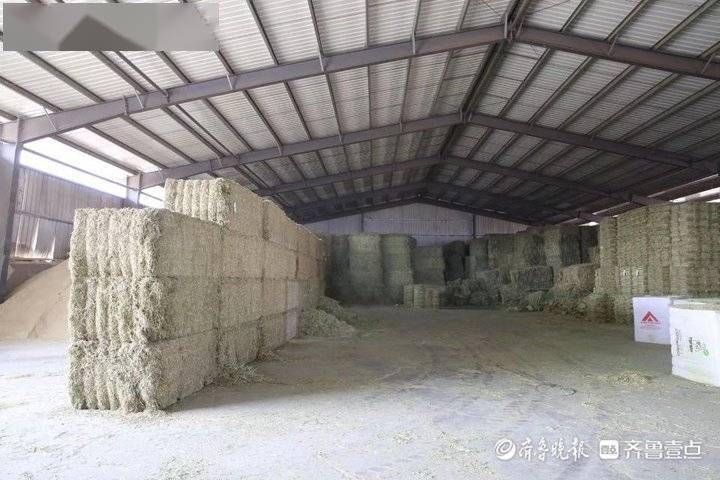 牛奶产业助力岚山马家岭村产业发展
