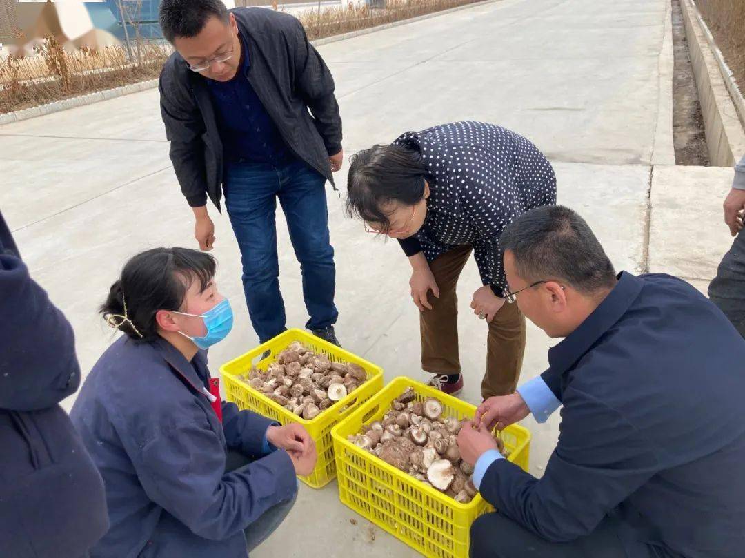 中国农科院食用菌专家助力清水活力菇