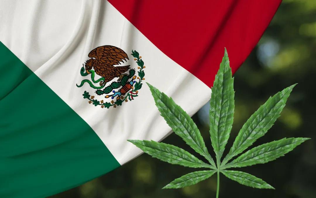 菲莫、百威…烟草巨头和酒类巨头纷纷进军大麻行业