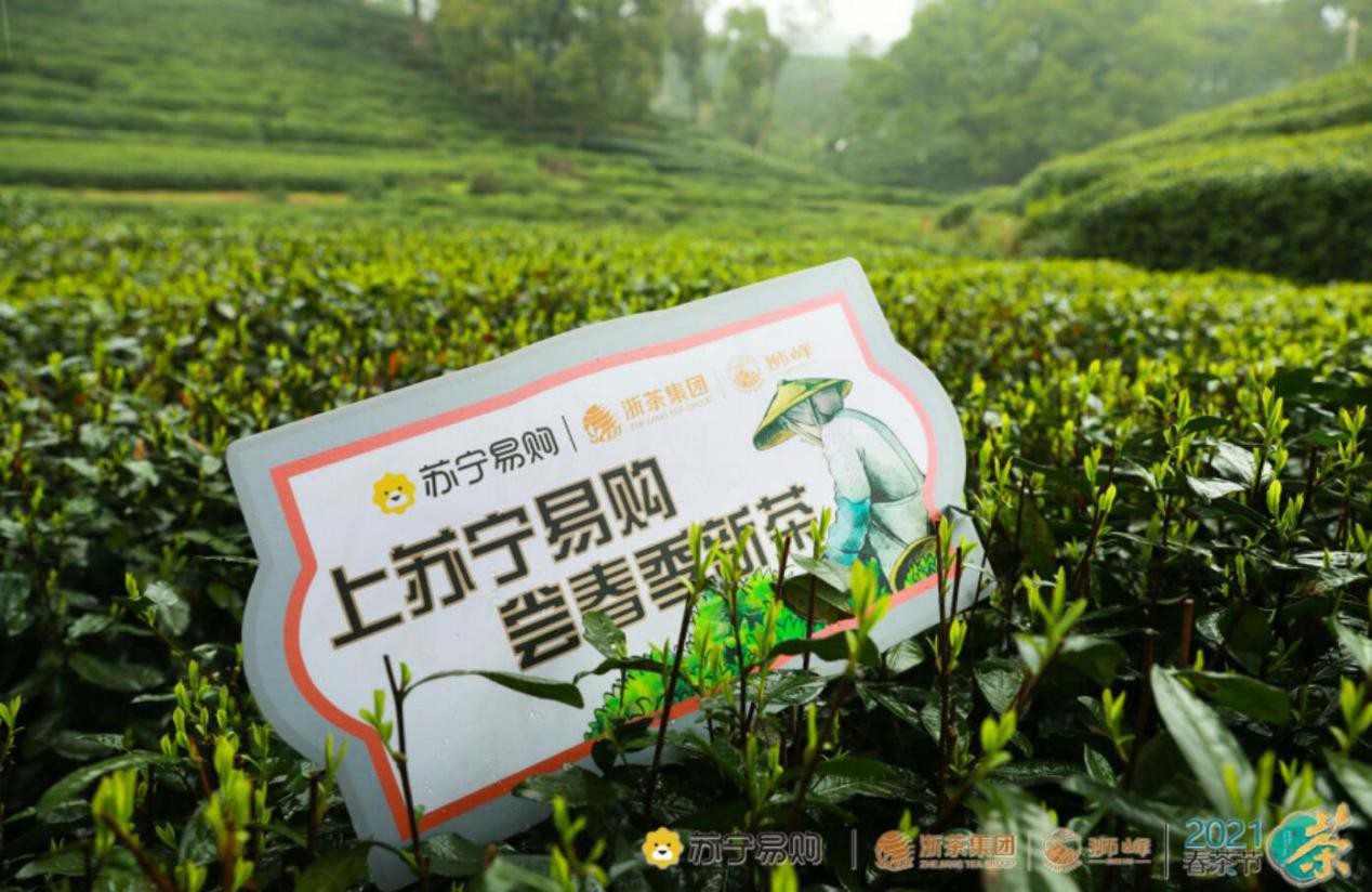 苏宁、浙茶集团200亩西湖龙井核心产区茶叶基地落地