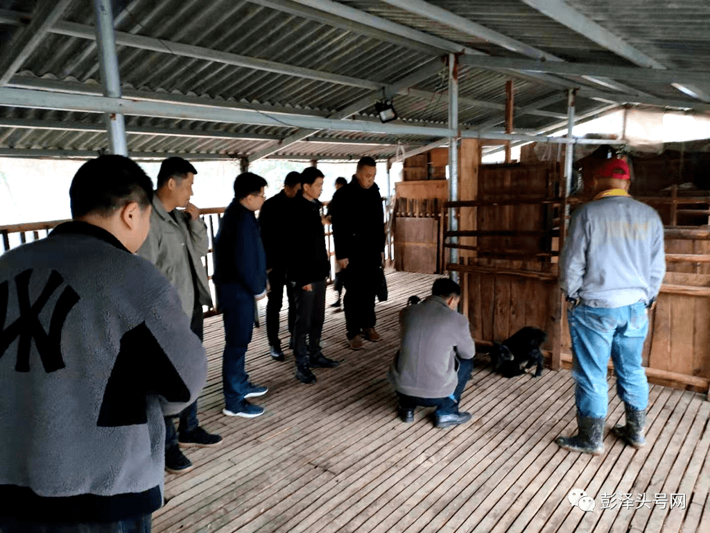 九江市农业农村局来彭泽县开展瘦肉精检测及抽样工作