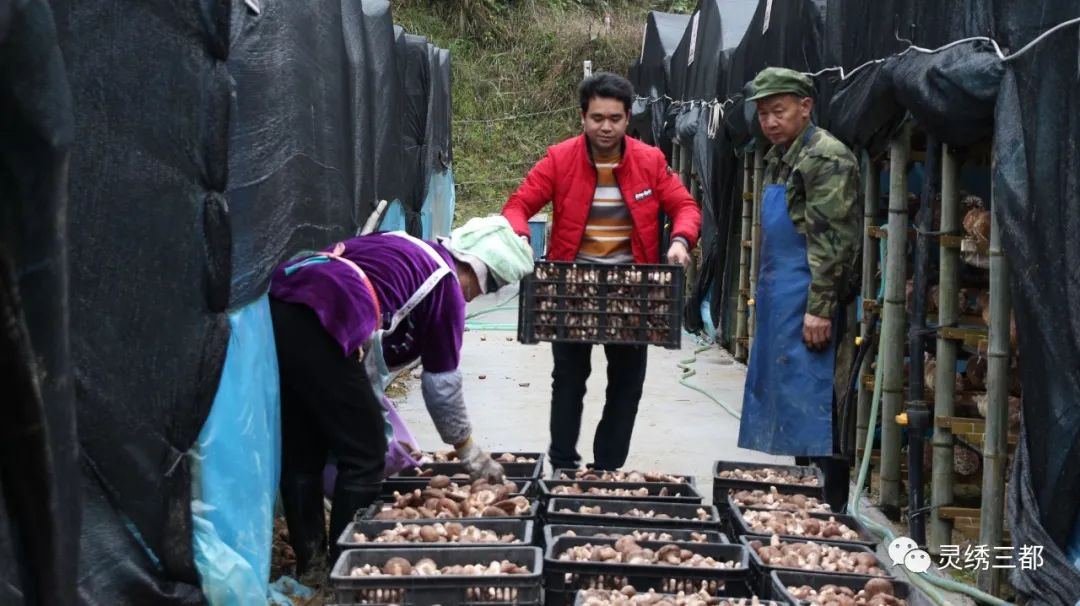 三都:食用菌产业助力乡村振兴