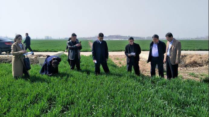 省农业农村厅到兰陵县督导春季麦田病虫害防治工作