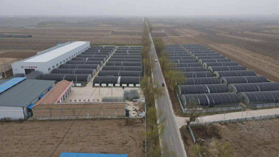 郑家镇:大力发展大棚食用菌产业 助力乡村