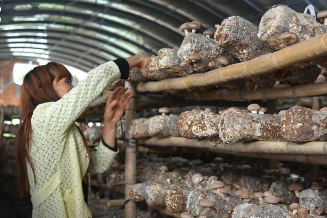 郑家镇:大力发展大棚食用菌产业 助力乡村