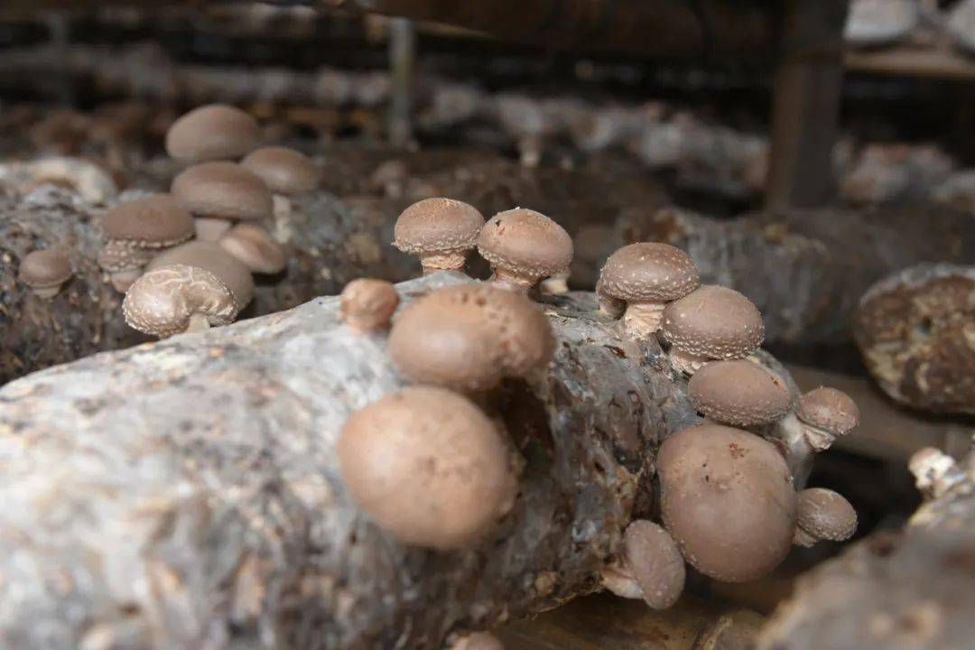 郑家镇:大力发展大棚食用菌产业 助力乡村