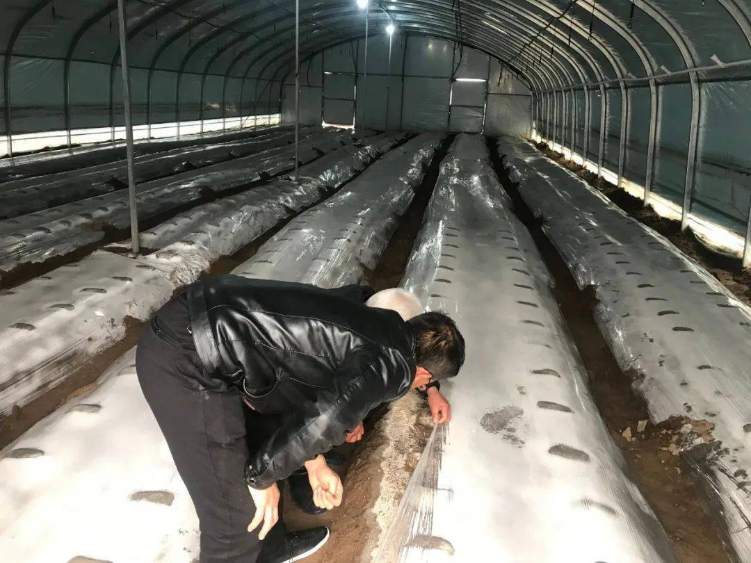 郑家镇:大力发展大棚食用菌产业 助力乡村