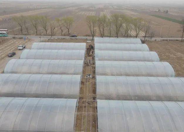 郑家镇:大力发展大棚食用菌产业 助力乡村