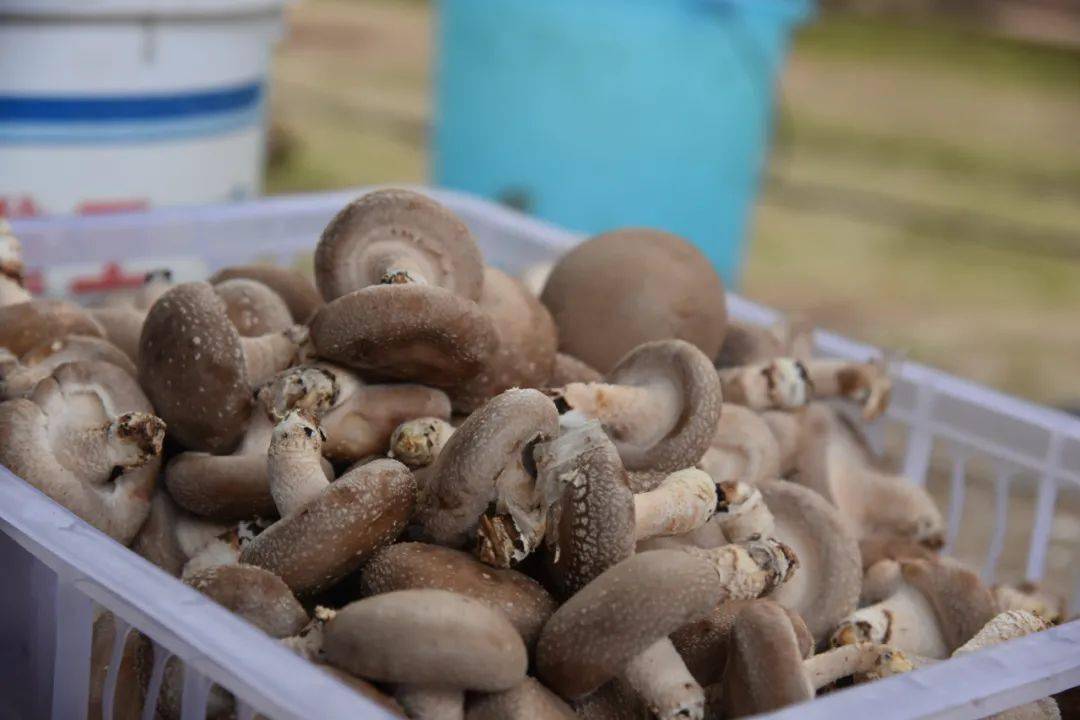 郑家镇:大力发展大棚食用菌产业 助力乡村