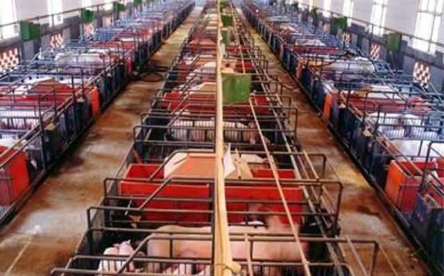 猪肉供应正常,零售商却“压价”不降,利润去了“这类人”口袋
