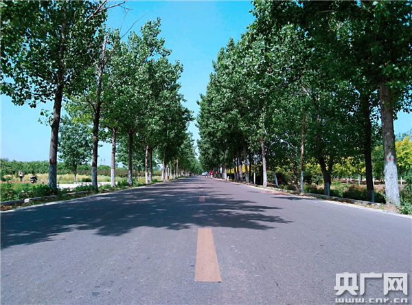 河南宝丰:17000余株行道树 扮靓乡村公路别样美