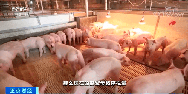 猪肉价格连降15周!
