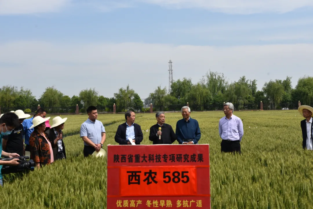 看!让小麦生产破圈的杨凌“金种子”!