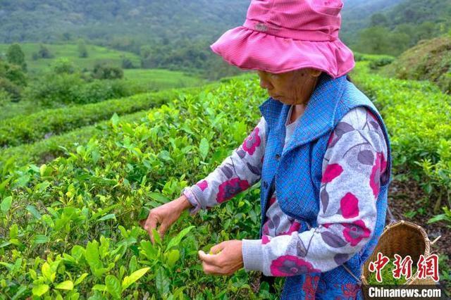 西藏墨脱茶叶成为农牧民增收致富“金叶子”