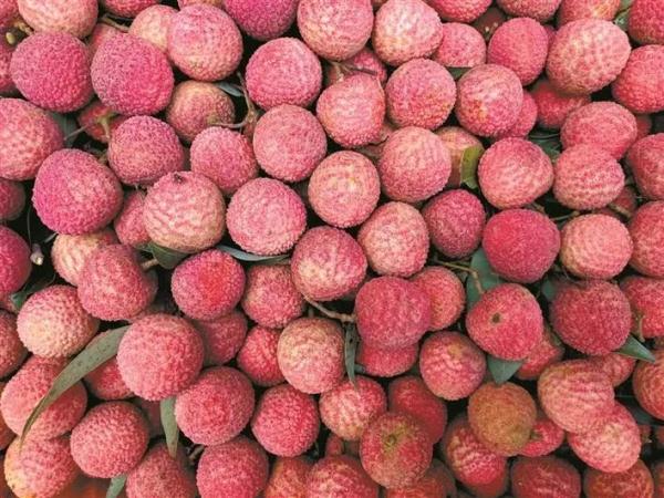 南山荔枝成“深圳手信”，未上市已被预订一空