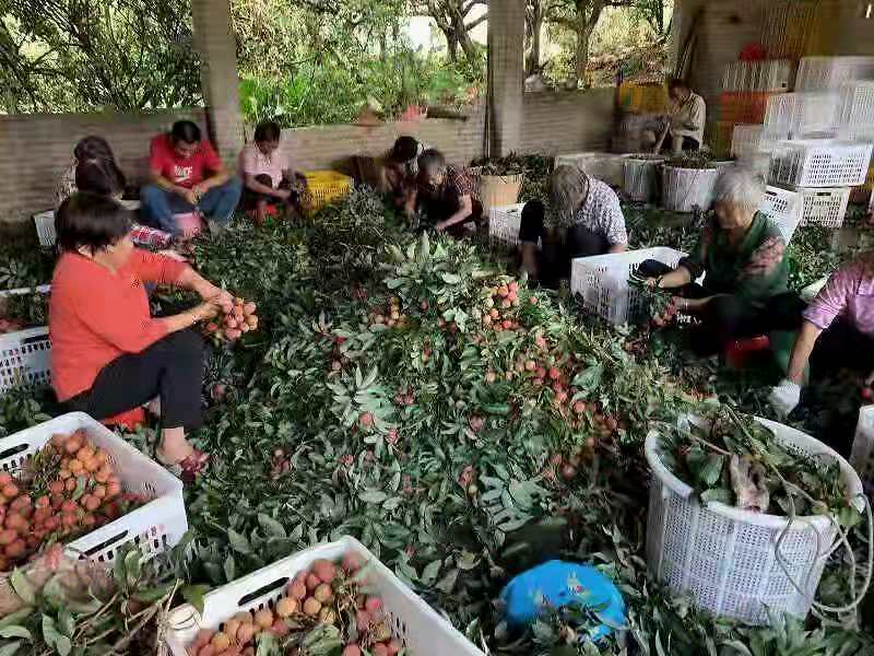 顺丰助推农业产业链创新升级,为乡村振兴注入新动能