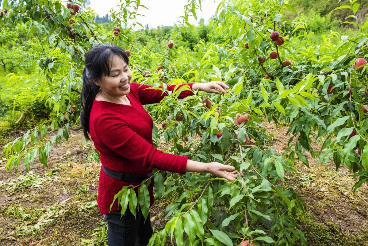 沐溪镇三溪村:农旅融合 激发乡村活力