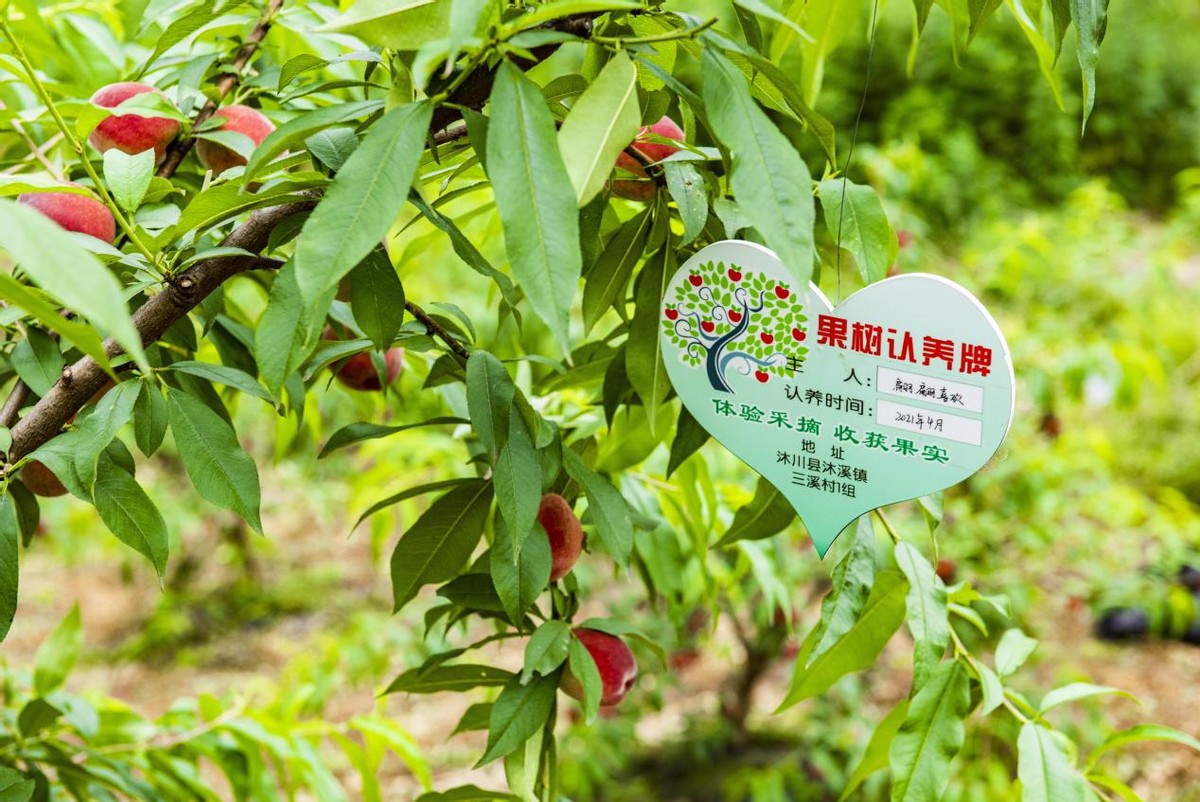 沐溪镇三溪村:农旅融合 激发乡村活力