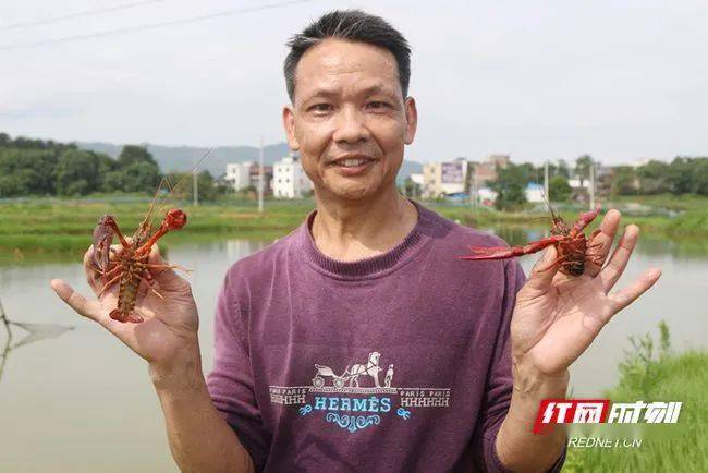 宁远:小龙虾拓宽农民致富路