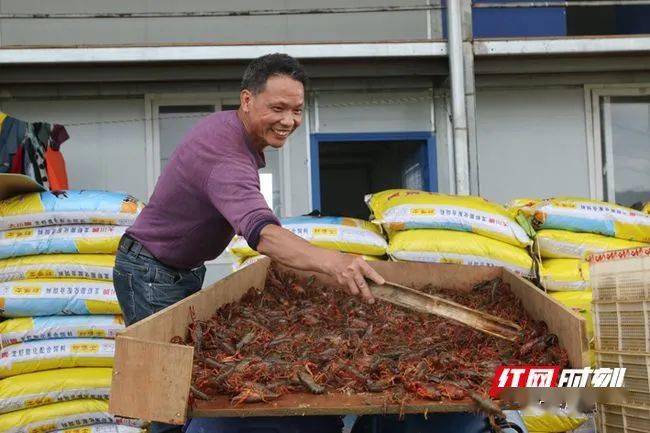 宁远:小龙虾拓宽农民致富路
