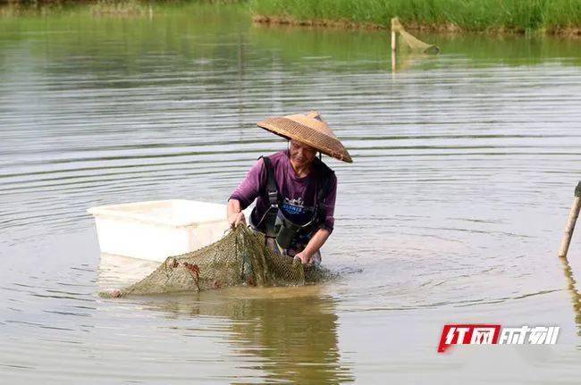 宁远:小龙虾拓宽农民致富路