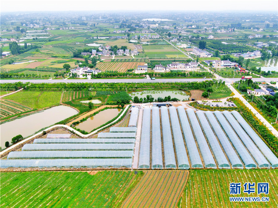 航拍湖北省枝江市董市镇甜瓜种植基地。