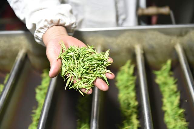 澜沧古茶上会前夜撤回IPO材料,经销商数量不断减少