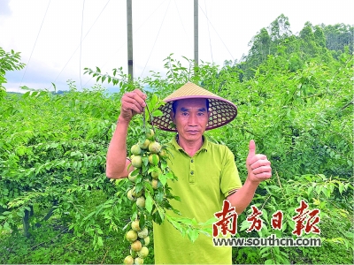 在连江口镇村干部的帮助下,果农黄业胜的三华李已销出一部分。