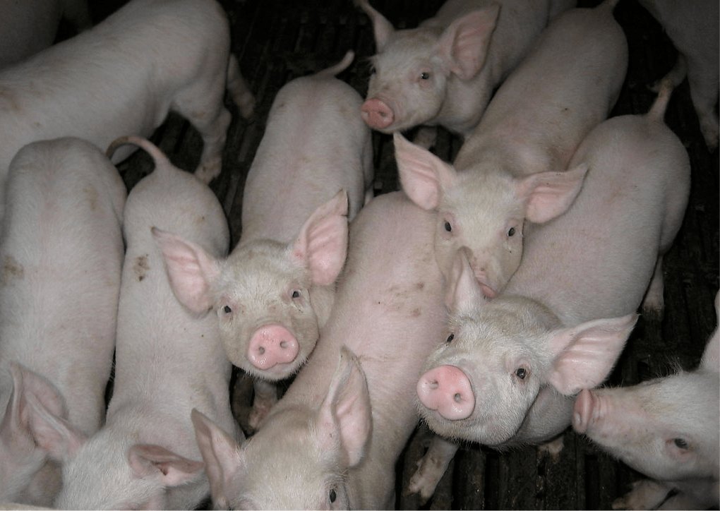 告别“吃肉难” !猪肉年产量稳定在5500万吨左右