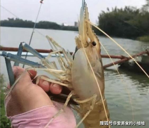 继小龙虾后,又一种虾来入侵!