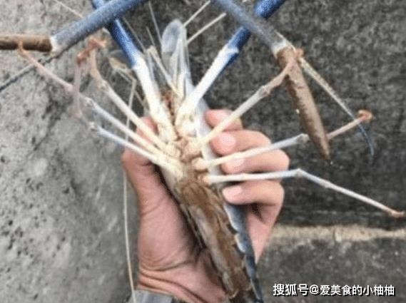 继小龙虾后,又一种虾来入侵!