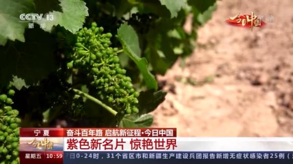 什么是紫色名片?从一杯葡萄酒的奇妙之旅开始→ 什么是紫色名片?从一杯葡萄酒的奇妙之旅开始→