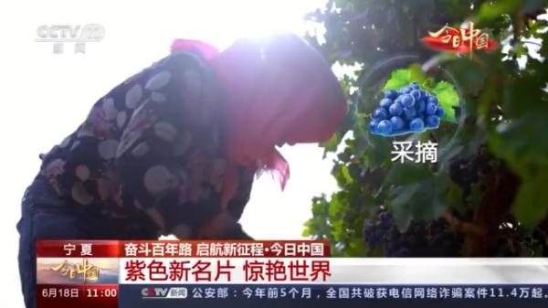 什么是紫色名片?从一杯葡萄酒的奇妙之旅开始→ 什么是紫色名片?从一杯葡萄酒的奇妙之旅开始→