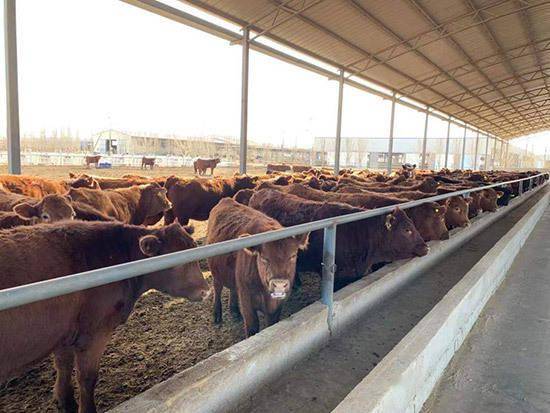 内蒙古:让新鲜牛羊肉第一时间抵达消费者的餐桌