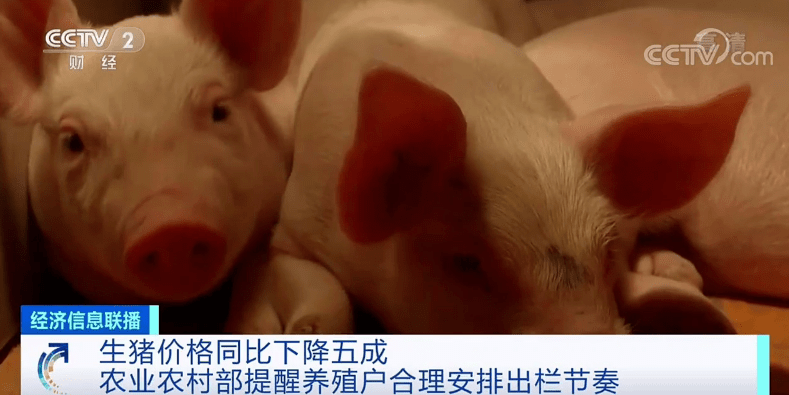 猪肉价格降五成！有养殖户恐慌性出栏，农业农村部重要提醒！