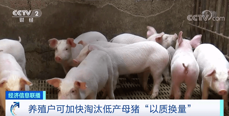 猪肉价格降五成！有养殖户恐慌性出栏，农业农村部重要提醒！