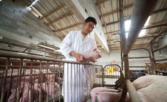 猪肉普遍跌到10元,为何黑龙江会跌至7元,养猪户还有钱赚吗?
