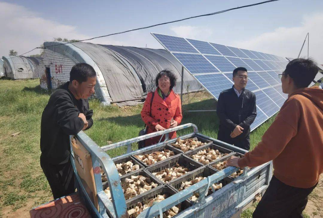 科特派在行动 | 特色食用菌助力乡村振兴