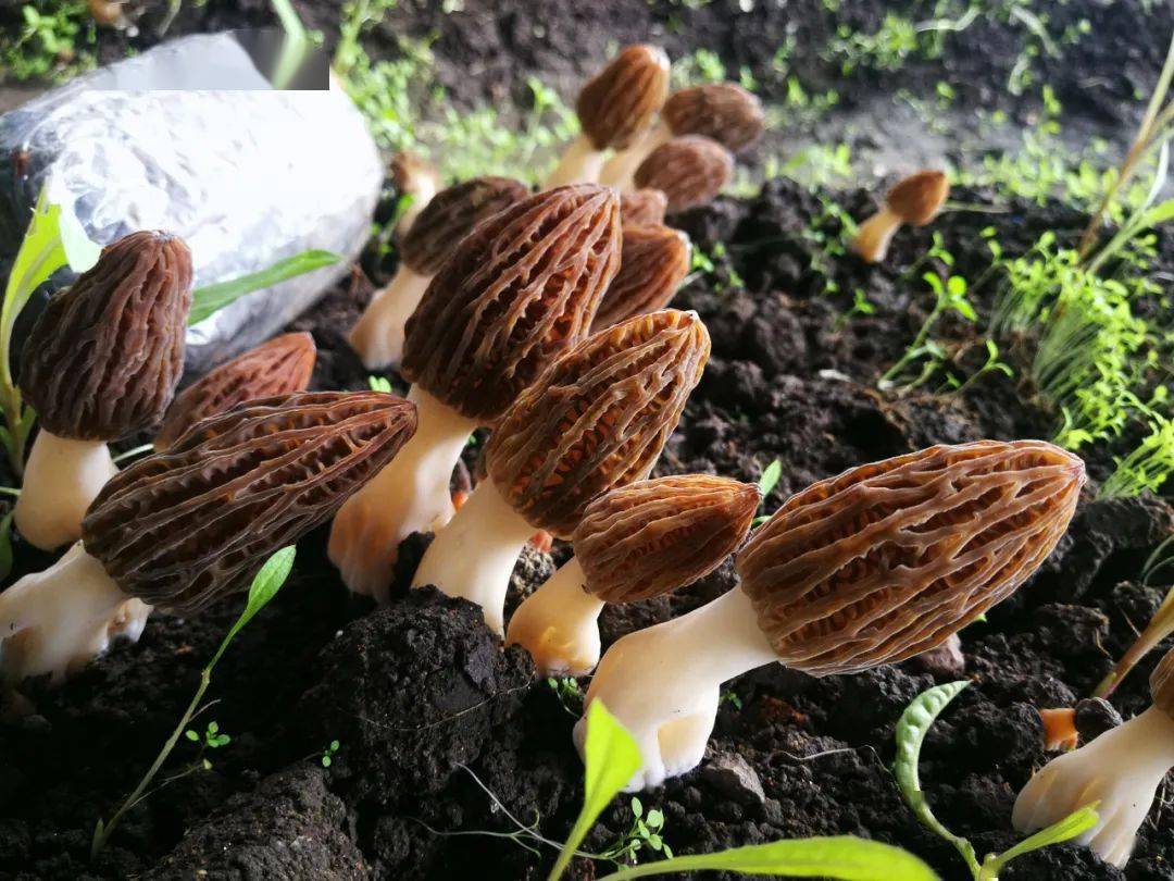 科特派在行动 | 特色食用菌助力乡村振兴