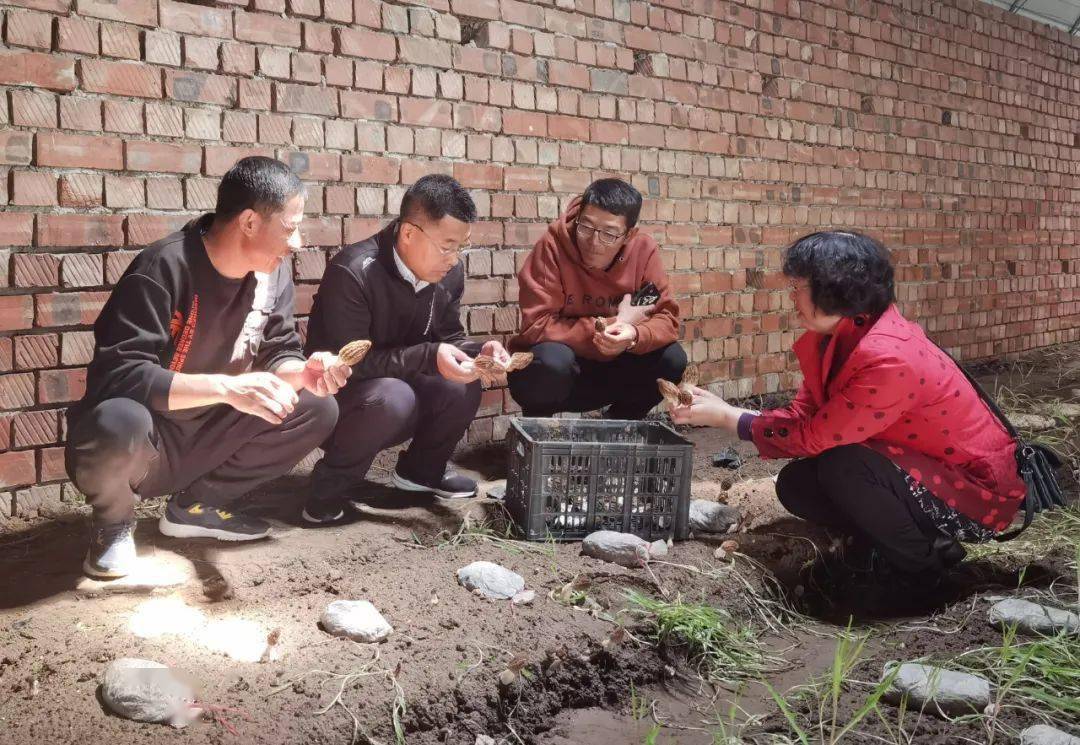 科特派在行动 | 特色食用菌助力乡村振兴