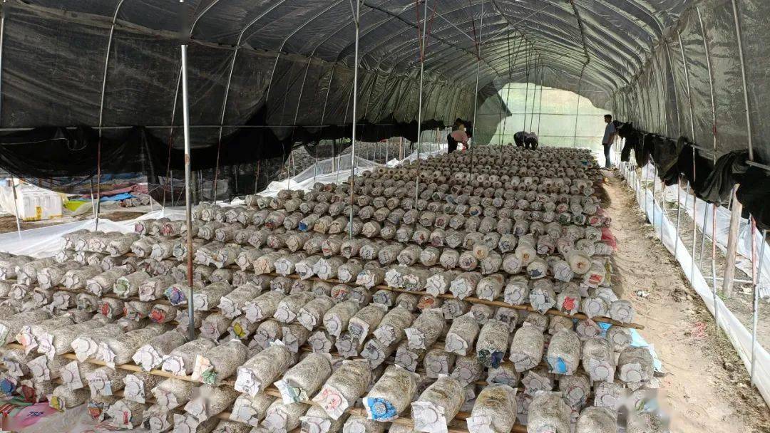 博白这个村发展食用菌种植,助推乡村振兴