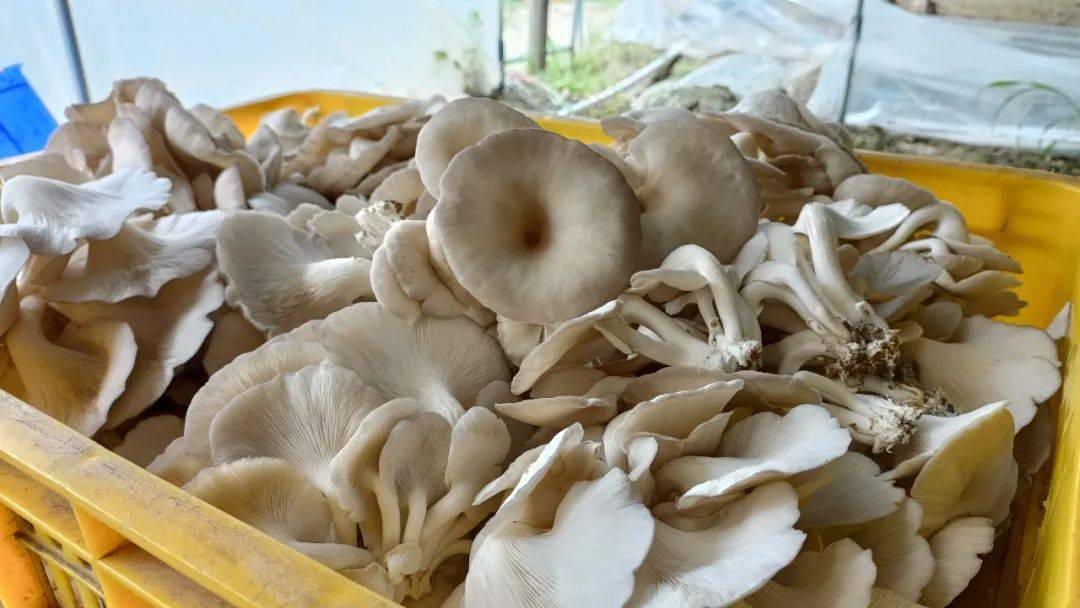 博白这个村发展食用菌种植,助推乡村振兴