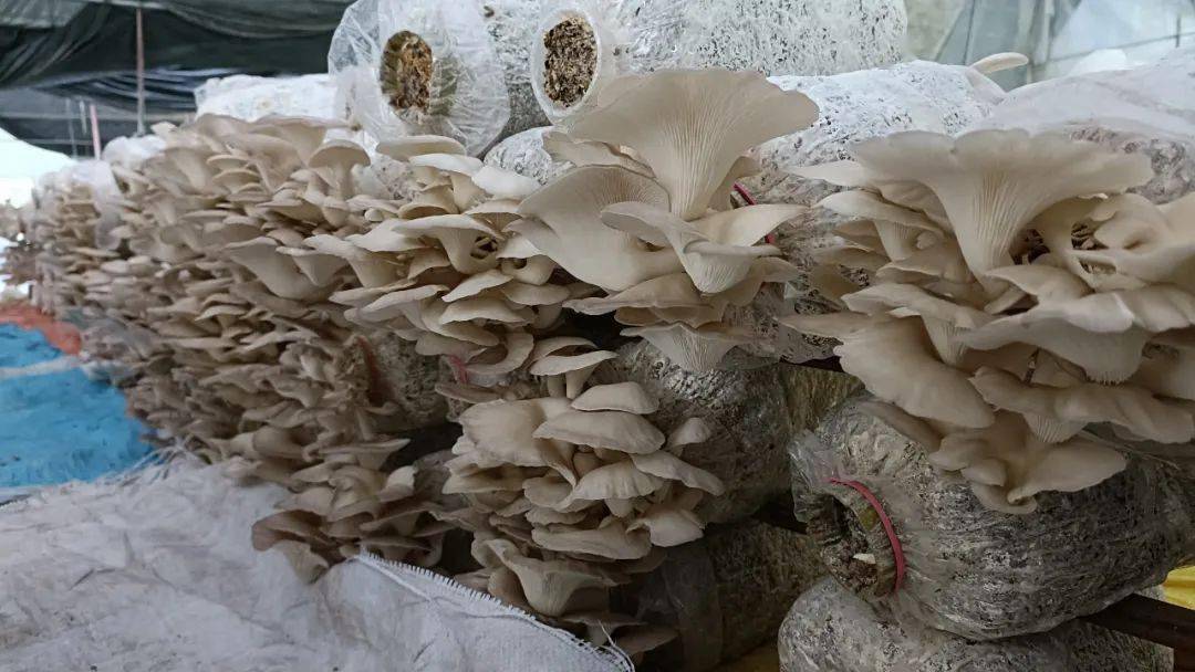 博白这个村发展食用菌种植,助推乡村振兴