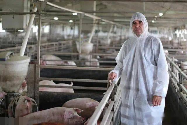 国外需求激增!中国猪肉进口量恐大幅下降50%