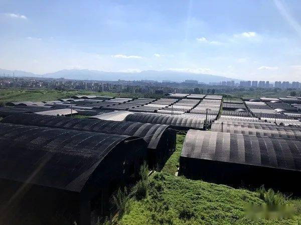 见证乌蒙巨变 | 791个食用菌大棚即将成为群众增收致富新基地