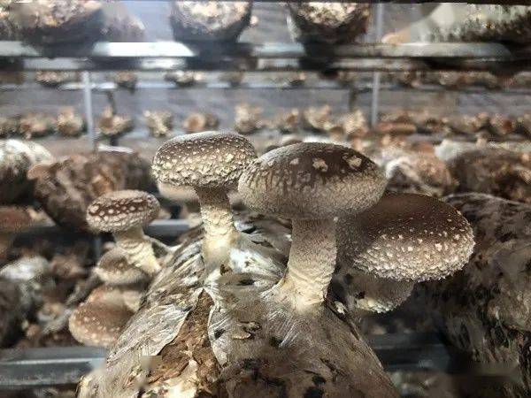 见证乌蒙巨变 | 791个食用菌大棚即将成为群众增收致富新基地