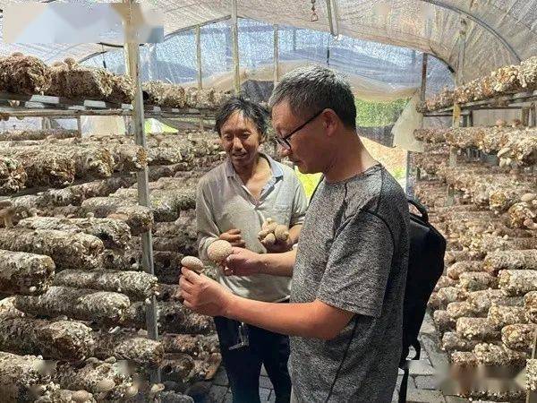 见证乌蒙巨变 | 791个食用菌大棚即将成为群众增收致富新基地