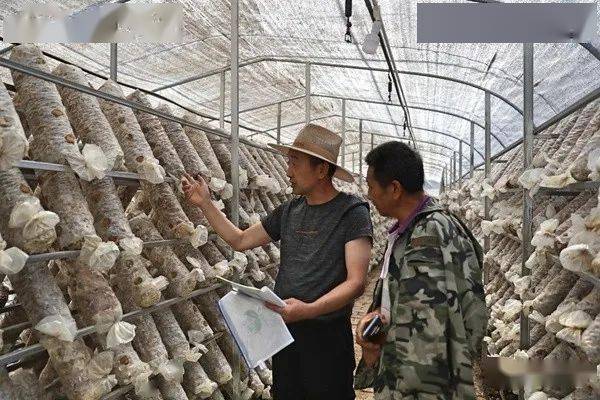 见证乌蒙巨变 | 791个食用菌大棚即将成为群众增收致富新基地